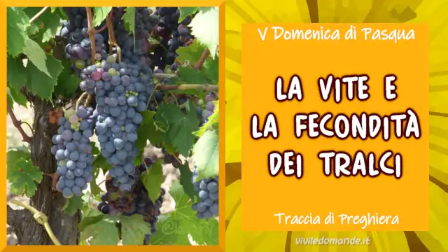la vite e la fecondità dei tralci